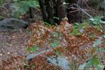 Heide en natuur geraakt door hitte