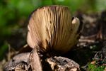 Heerlijk herfstweer