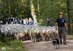 350 schapen vanuit Achel op weg naar Brussel