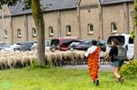 350 schapen vanuit Achel op weg naar Brussel