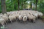 350 schapen vanuit Achel op weg naar Brussel