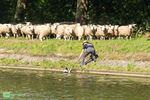 Herderstocht dreigde even in het water te vallen