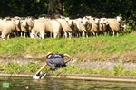 Herderstocht dreigde even in het water te vallen