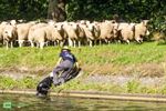 Herderstocht dreigde even in het water te vallen