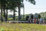 350 schapen ruilen Achel in voor de Rooie Pier