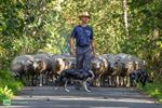 350 schapen ruilen Achel in voor de Rooie Pier