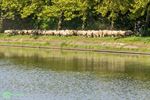 350 schapen ruilen Achel in voor de Rooie Pier