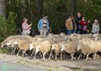 Schapen verlaten Pelt