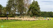 350 schapen zijn aangekomen in Peer