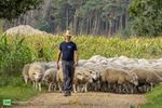 350 schapen zijn aangekomen in Peer
