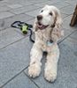 Vlaams Belang Pelt steunt dierenvoedselbank