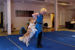 Dansende honden zorgen voor veel plezier