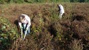 Leerlingen Pieter Brueghelschool beheren heide