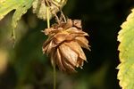 Brouwersgoud uit eigen Peltse tuin