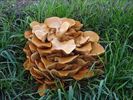 Toch nog paddenstoelen te vinden!