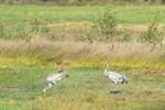 Kraanvogels mooi in beeld