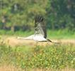 Kraanvogels mooi in beeld