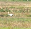 Kraanvogels mooi in beeld
