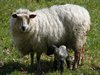 Dierenshow in de Engstraat!