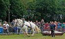 Paardenkracht op Hennemeeuwis