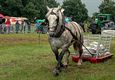 Paardenkracht op Hennemeeuwis