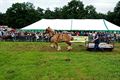 Paardenkracht op Hennemeeuwis