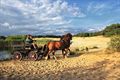 Dravende paarden voor de fotografen