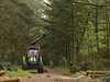 Bomen weg voor molen