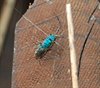 Bezoek in de insectenflats
