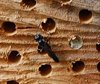 Bezoek in de insectenflats
