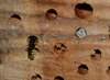 Bezoek in de insectenflats