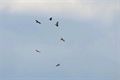 Honderden roofvogels boven Maatheide