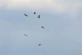 Honderden roofvogels boven Maatheide