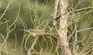 Vogels trekken naar het Zuiden