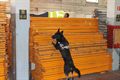 Rescue dogs trainen gans weekend