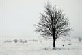 Eindelijk sneeuw... in de Hoge Venen