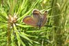 Steeds minder vlinders in de tuin