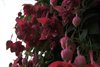 Fuchsiashow geopend