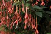 Fuchsiashow geopend