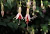 Fuchsiashow geopend