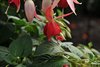 Fuchsiashow geopend