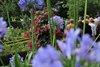 Fuchsiashow geopend