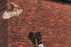 Maar... de uil kwam weer