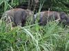 Groeten uit Borneo