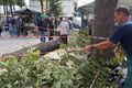 Boom neergehaald op Marktplein