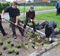 Zesduizend vlinderplantjes voor Lommelaren