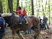 'Week van het bos' in Pijnven