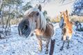 Overal veel sneeuw: Barrier, Kolonie, Sahara...