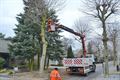 Bomen rooien in de Kluterstraat