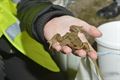 Natuurpunt Beringen volop bezig met paddenoverzet